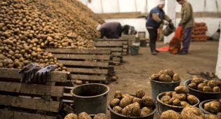 Қирғизистон туркманистонга картошкани экспорт қила бошлади