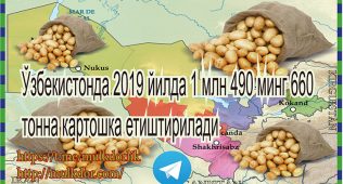 Ўзбекистонда 2019 йилда 1 млн 490 минг 660 тонна картошка етиштирилади