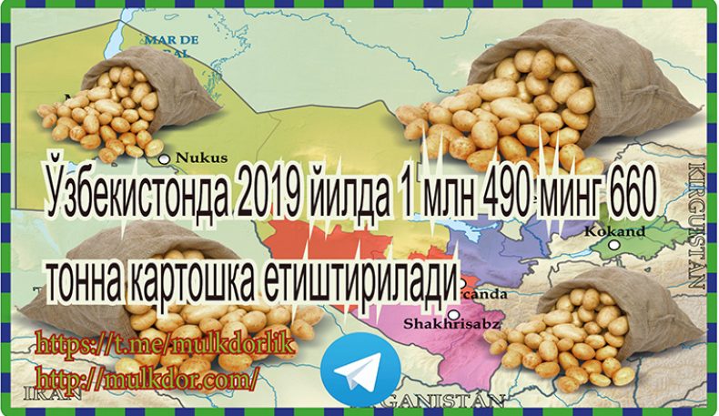 Ўзбекистонда 2019 йилда 1 млн 490 минг 660 тонна картошка етиштирилади