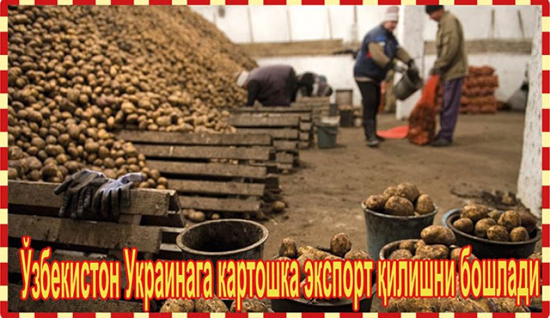 Ўзбекистон Украинага картошка экспорт қилишни бошлади