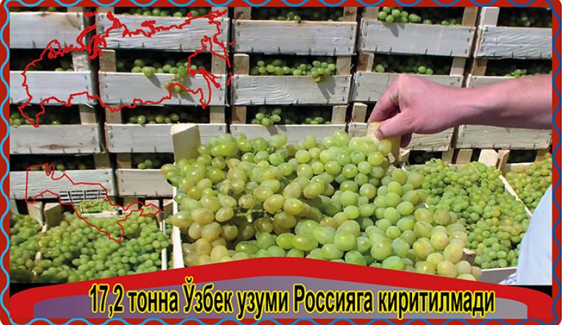 17,2 тонна Ўзбек узуми Россияга киритилмади