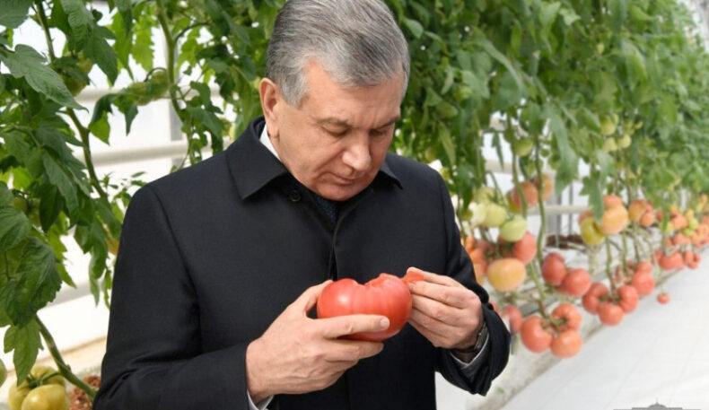 Ўзбекистон 81,6 минг тонна помидор экспорт қилди