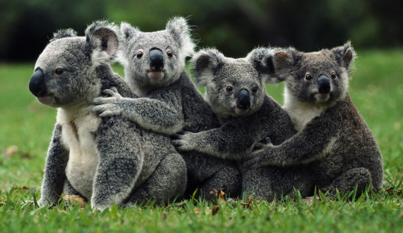 Австралияда коала йўқолиб кетиш хавфи остидаги жонивор деб эълон қилинди