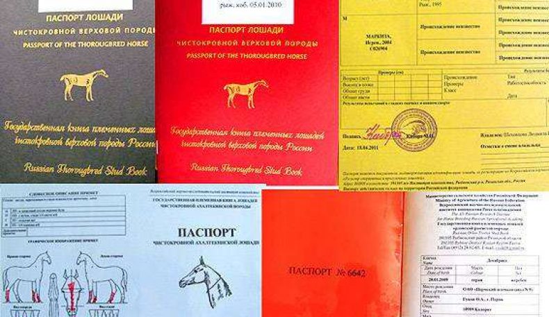 Ўзбекистонда отларга паспорт қандай расмийлаштирилади?