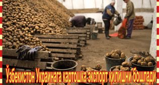 Ўзбекистон украинага картошка экспорт қилишни бошлади