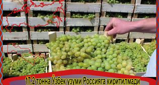 17,2 тонна ўзбек узуми россияга киритилмади